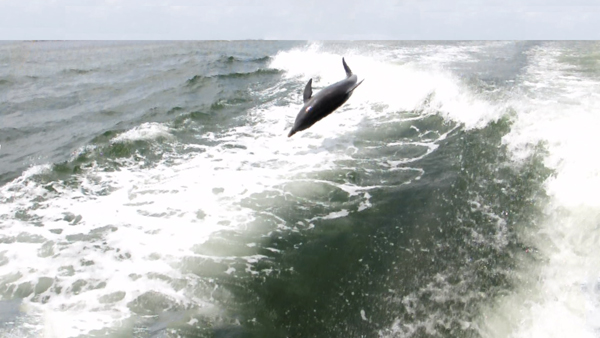 dolphins surfing the wake